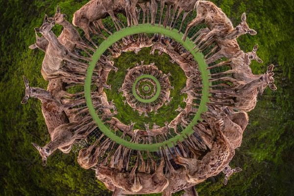Deer Of The Minds Eye - Jeff Scott