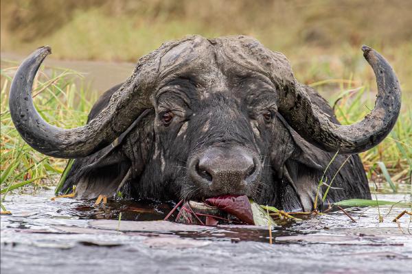 Eye to eye with a Cape Buffalo - Cheryl Wilkes