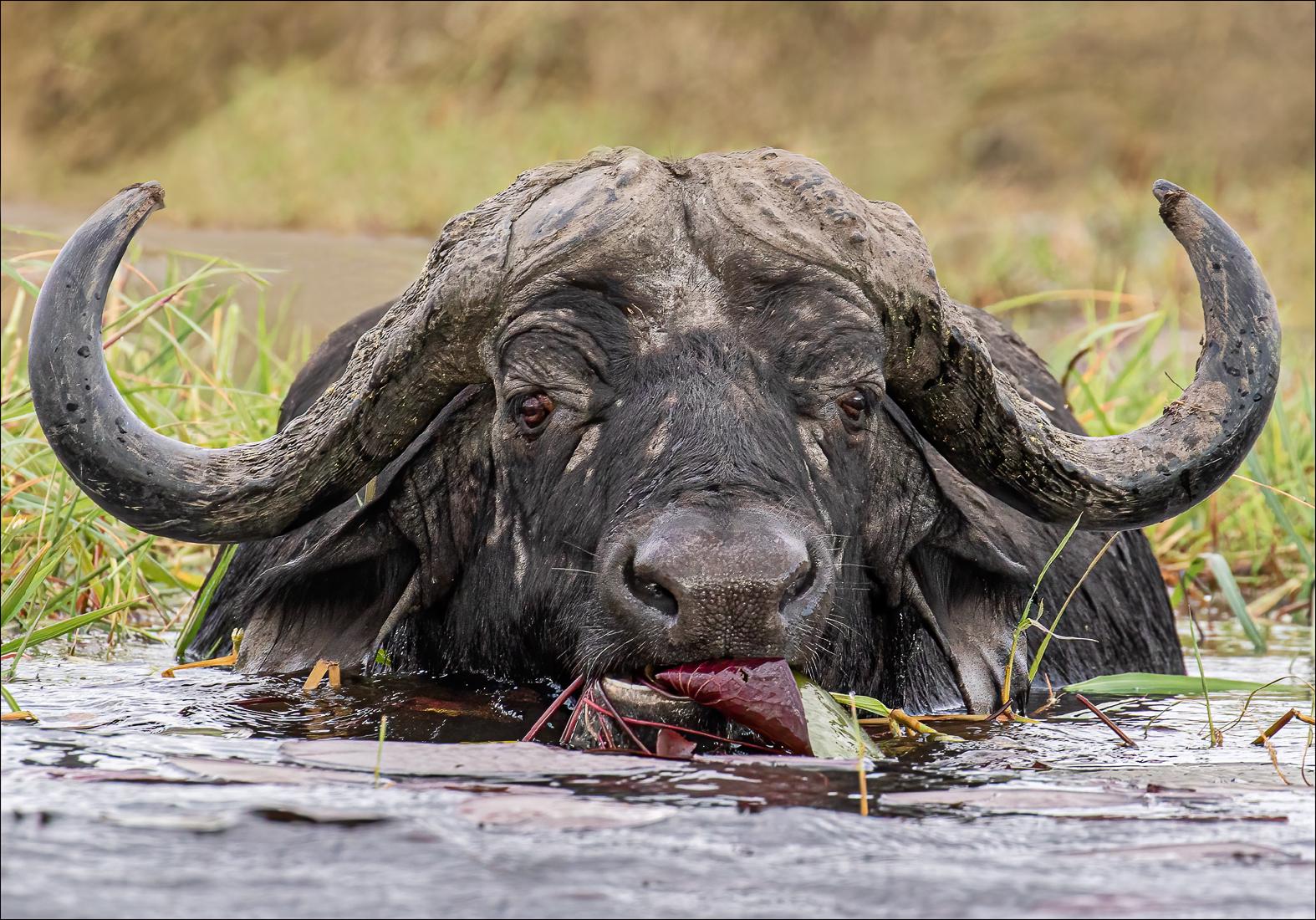 Eye to eye with a Cape Buffalo - Cheryl Wilkes