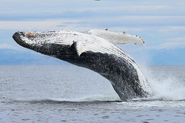 Humpback Whale breaching - Derek Howes