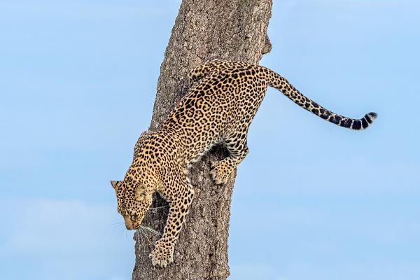 Leopard descending after its meal - Marny Macdonald