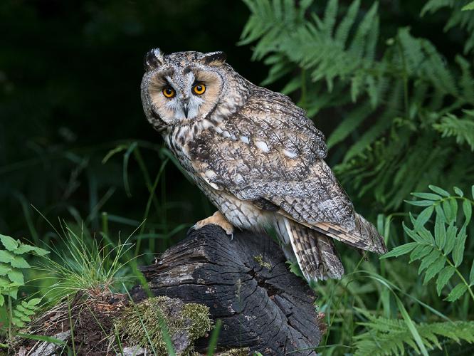 Long Eared Owl - Colin Brett