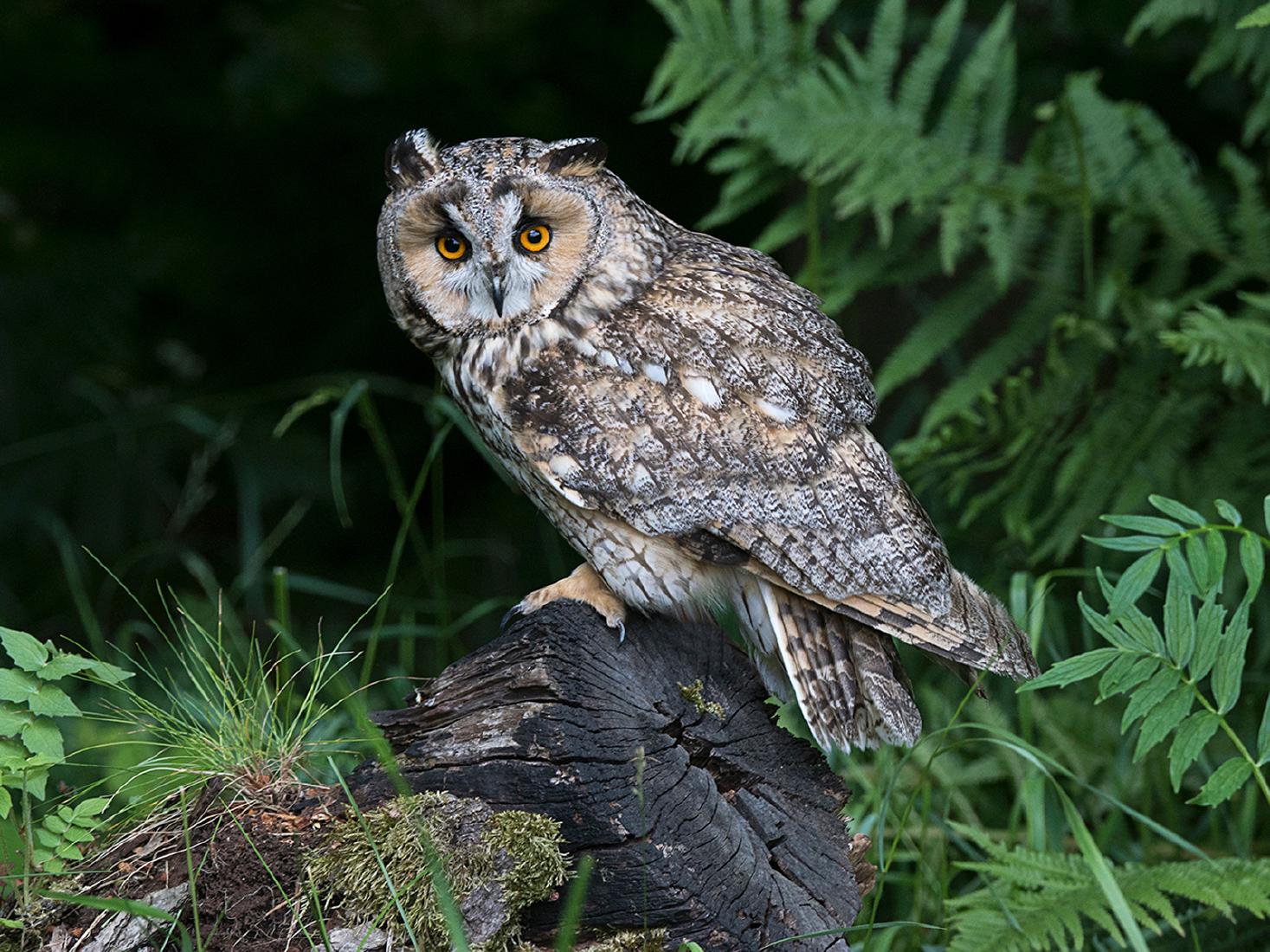 Long Eared Owl - Colin Brett