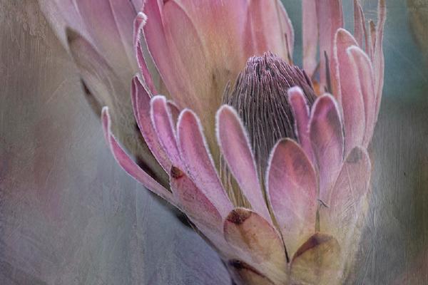 Painterly Proteus - Chrissie Alexander