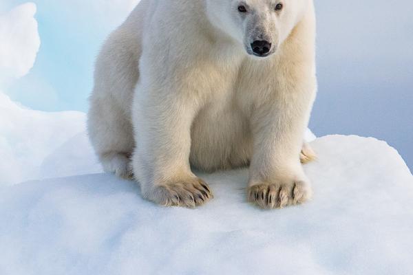 Polar Bear Cub - Robert Macdonald