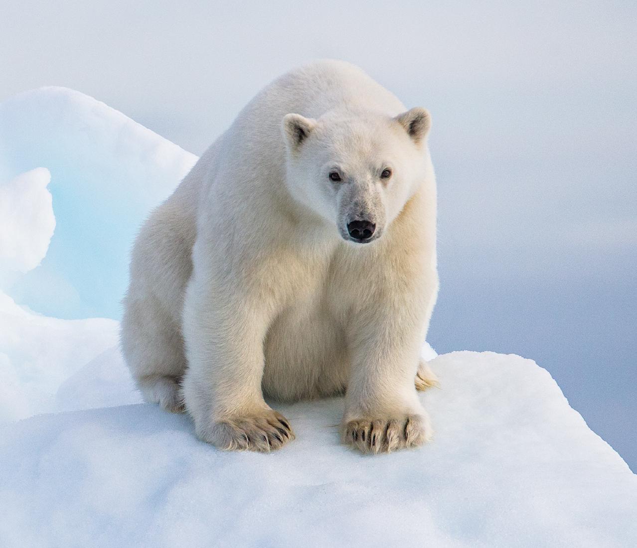 Polar Bear Cub - Robert Macdonald