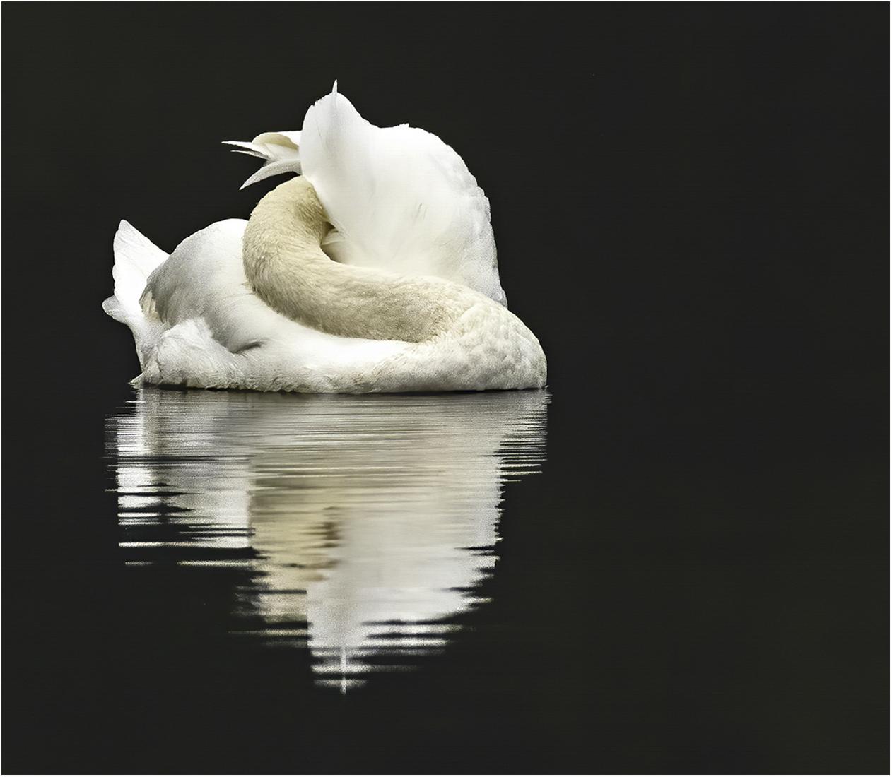 Preening Swan - David Egerton