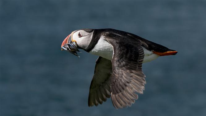 Puffin Returning with Sand Eels - Colin Brett