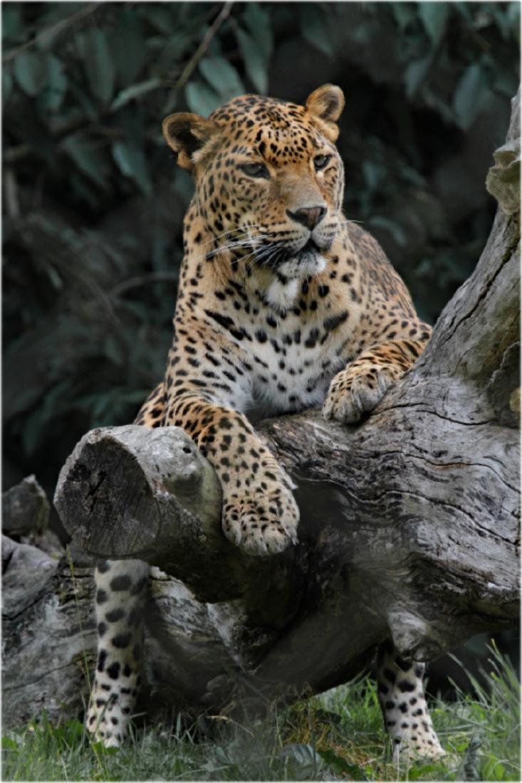 Relaxing Leopard - Terry Stone