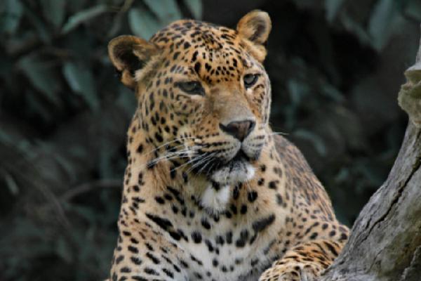 Relaxing Leopard - Terry Stone