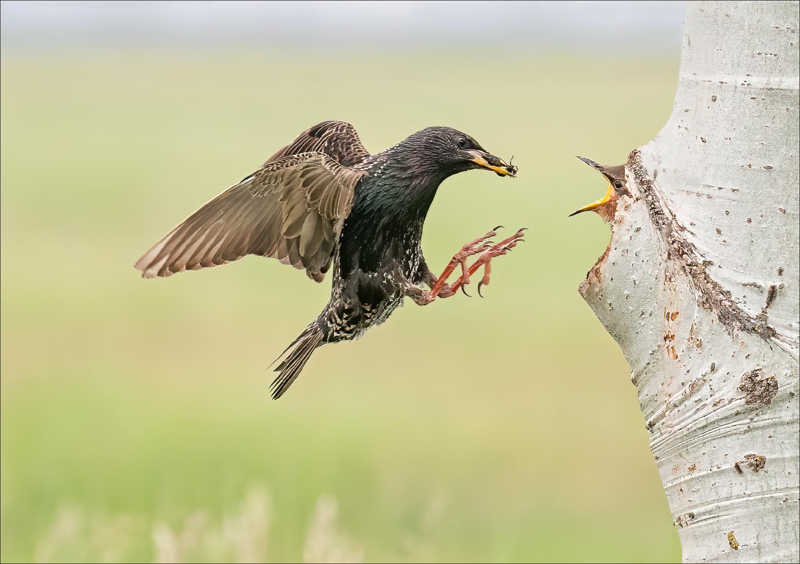 Starling Feeding Chick - Cheryl Wilkes