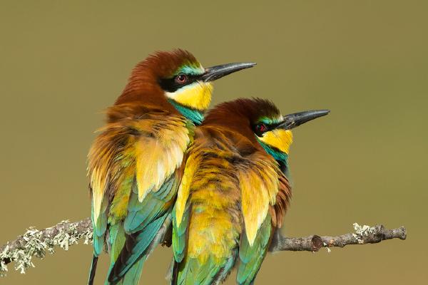 Together-European Bee-eaters - Derek Howes