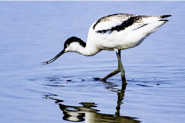 Young Avocet - David Egerton