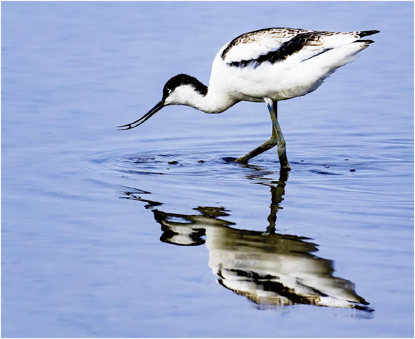 Young Avocet - David Egerton
