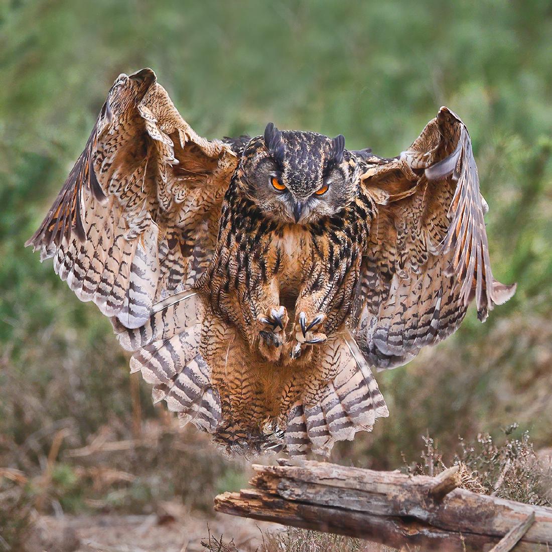 Eagle Owl approaching - Derek Howes