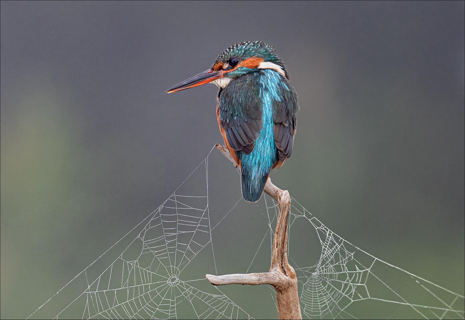 Female kingfisher at sunrise - Cheryl Wilkes