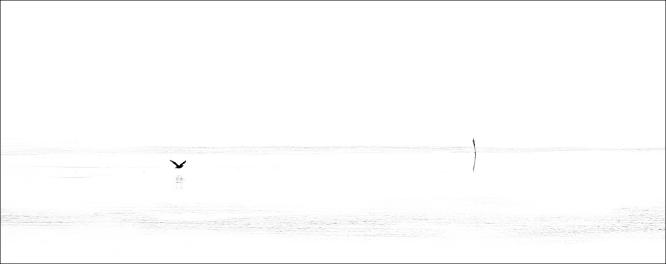 Flying Low over the Water - Martin Heathcote