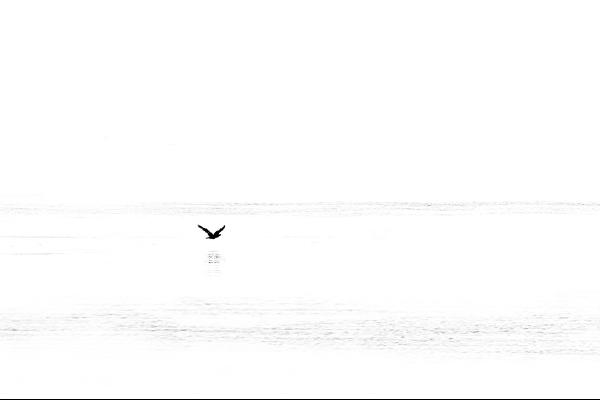 Flying Low over the Water - Martin Heathcote