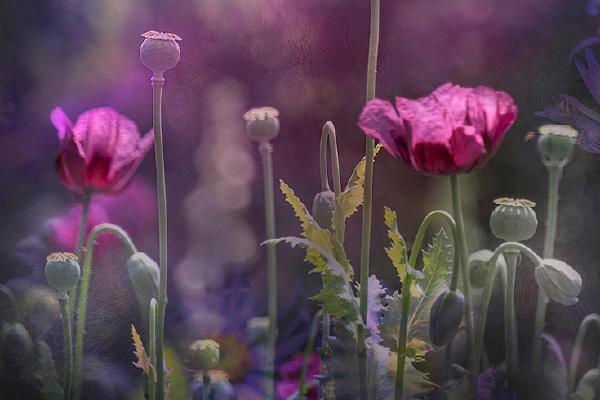 Poppy Haze - Chrissie Alexander