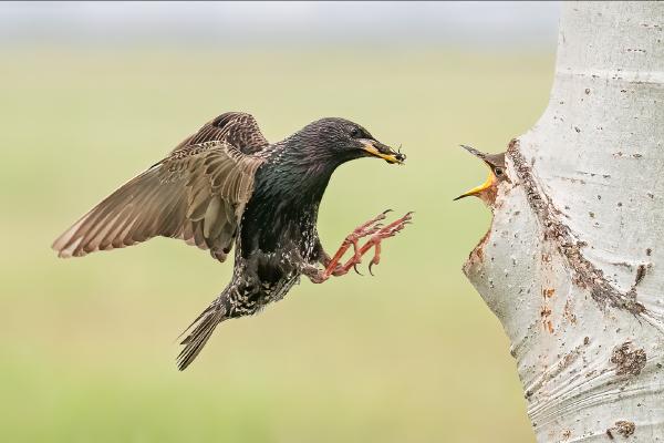 Starling feeding chick - Cheryl Wilkes