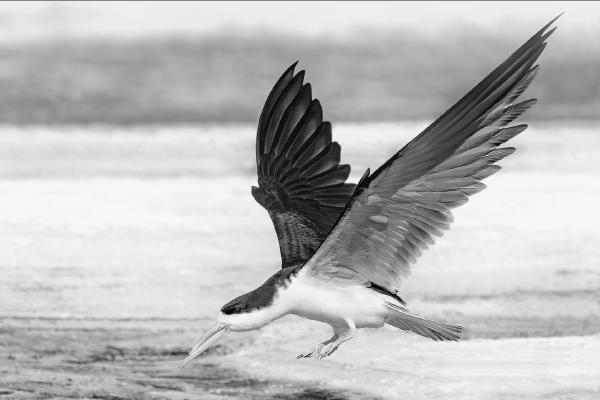 African Skimmer - Cheryl Wilkes