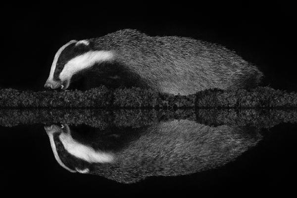 Badger at Night - Cheryl Wilkes