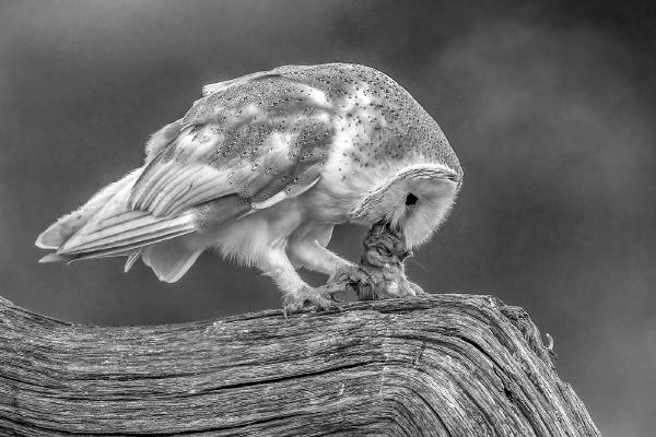 Barn Owl with a rat - Robert Macdonald