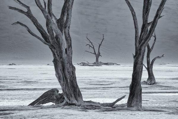 Deadvlei in Namib National Park Namibia - Derek Howes