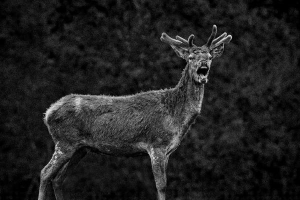 Red Deer Calling - Jeff Scott