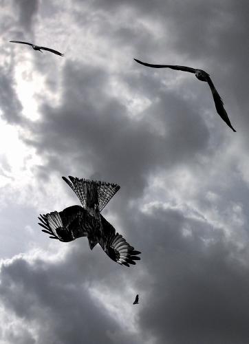 Red Kites Diving - Martin Ventris-Field
