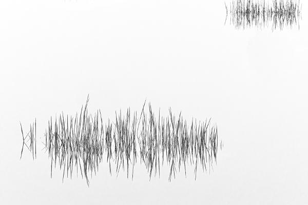 Reflections in Still Water - Martin Heathcote