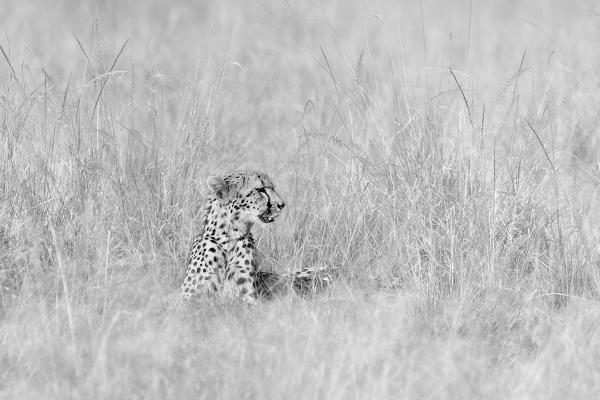 Resting Cheetah - Chrissie Hart
