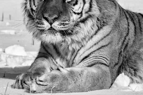 Siberian Tiger - Derek Howes