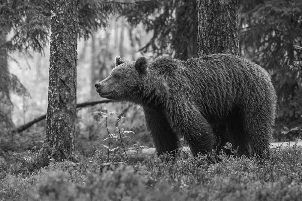 Brown Bear in the forest - Robert Macdonald