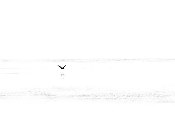 Flying Low over the Water - Martin Heathcote