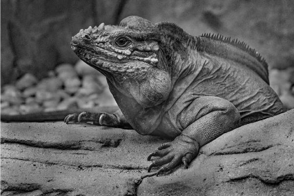 Lion Head Iguana - Terry Stone