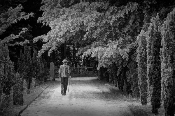 Stroller - Roy Essery