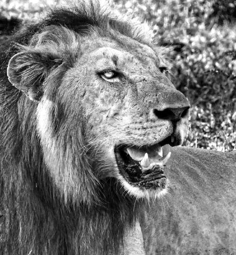 Watchful - David Banks