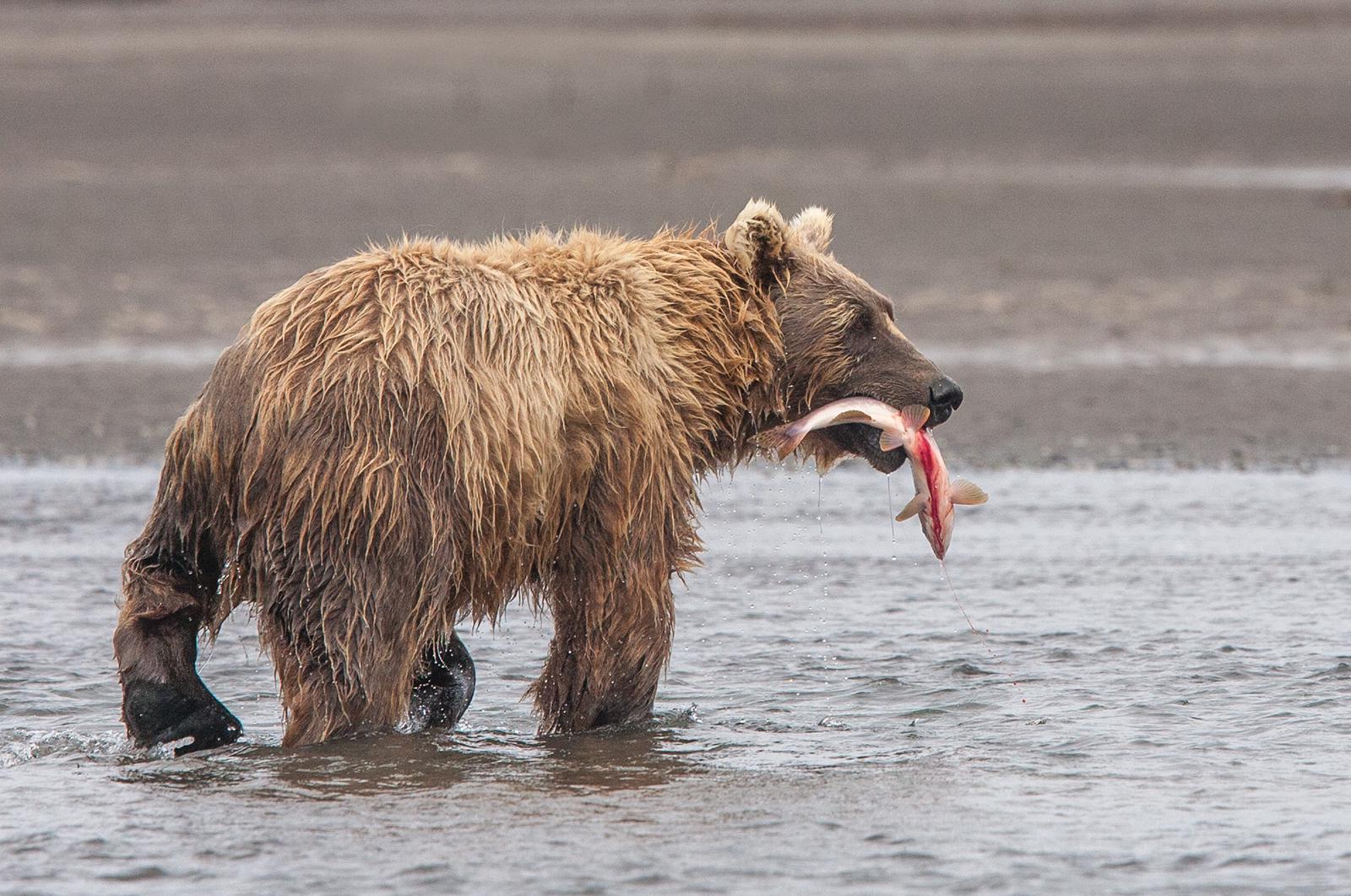 Alaskan Brown Bears (1) - Robert Macdonald