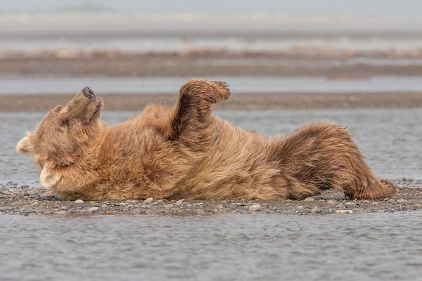 Alaskan Brown Bears (2) - Robert Macdonald