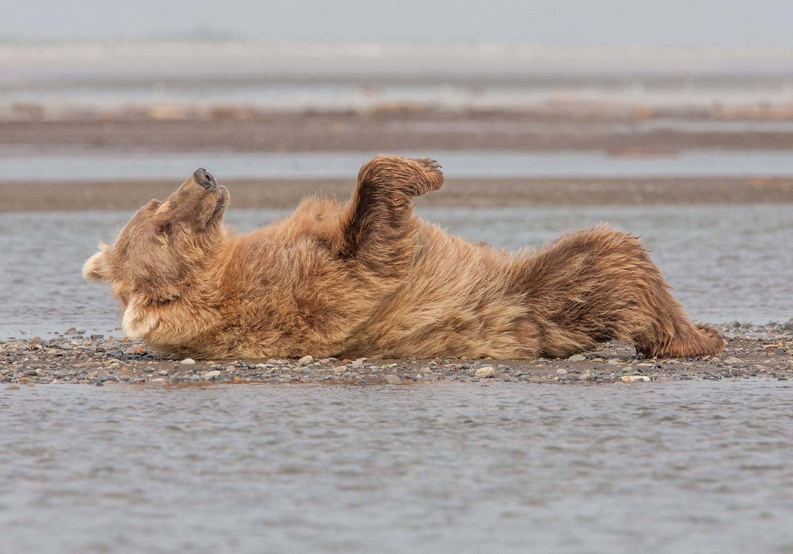 Alaskan Brown Bears (2) - Robert Macdonald