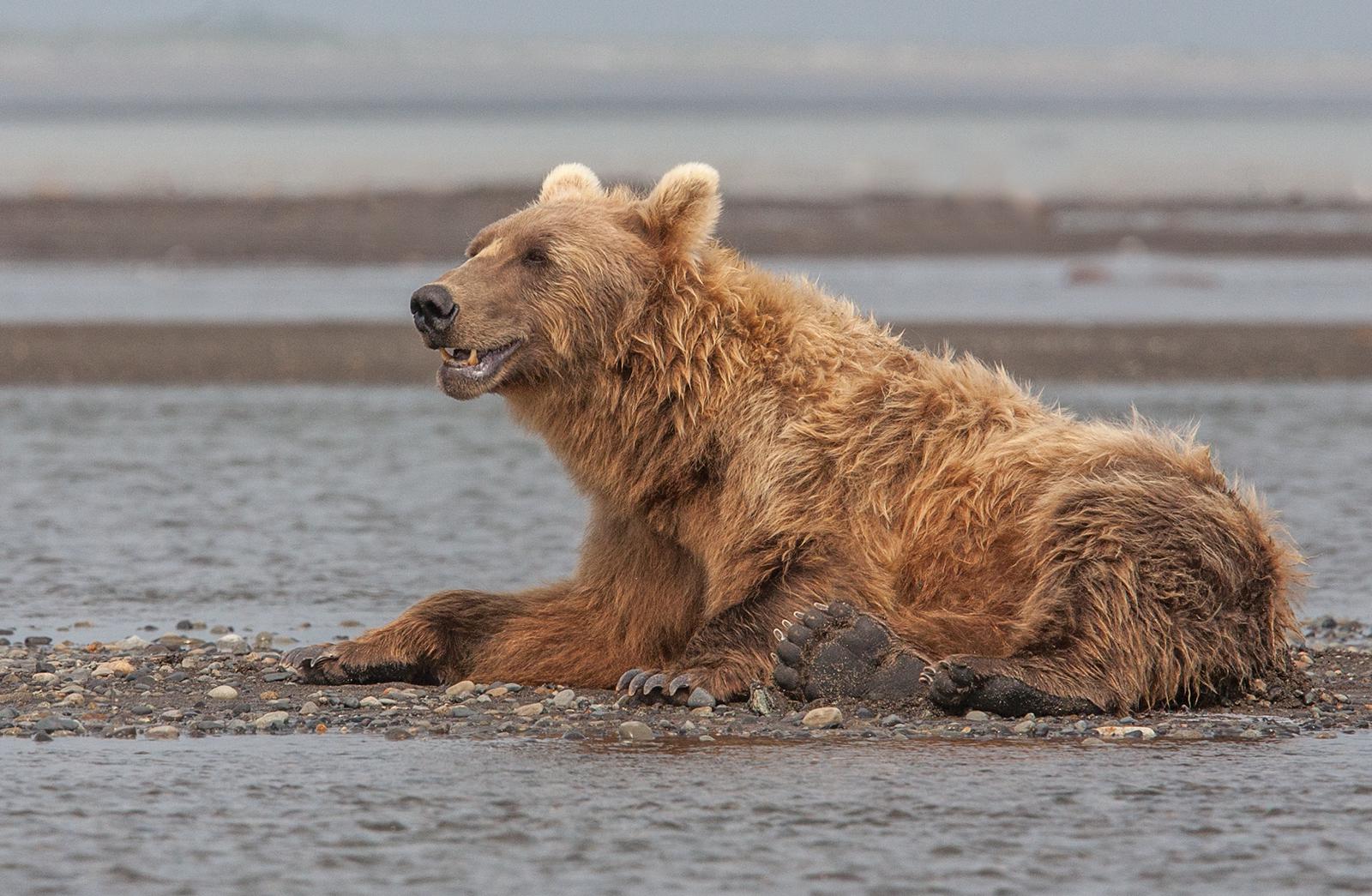 Alaskan Brown Bears (3) - Robert Macdonald