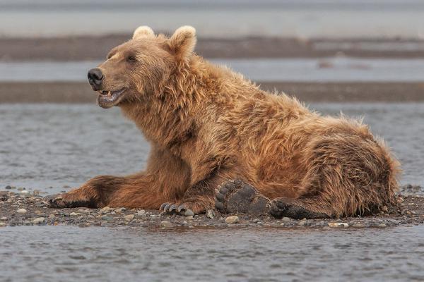 Alaskan Brown Bears (3) - Robert Macdonald