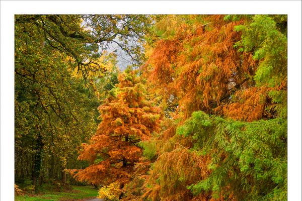 Autumn at Marks Hall (3) - Peter Pangbourne