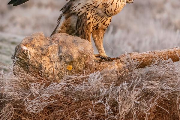 Buzzard on a frosty morning (1) - Marny Macdonald