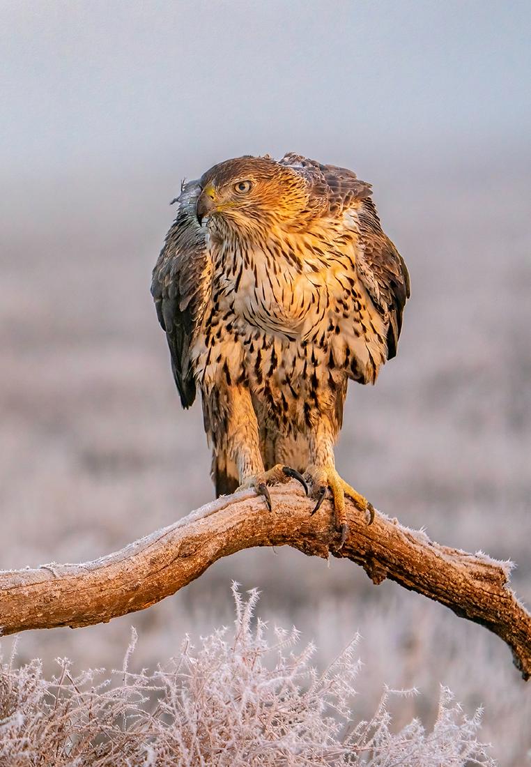 Buzzard on a frosty morning (2) - Marny Macdonald