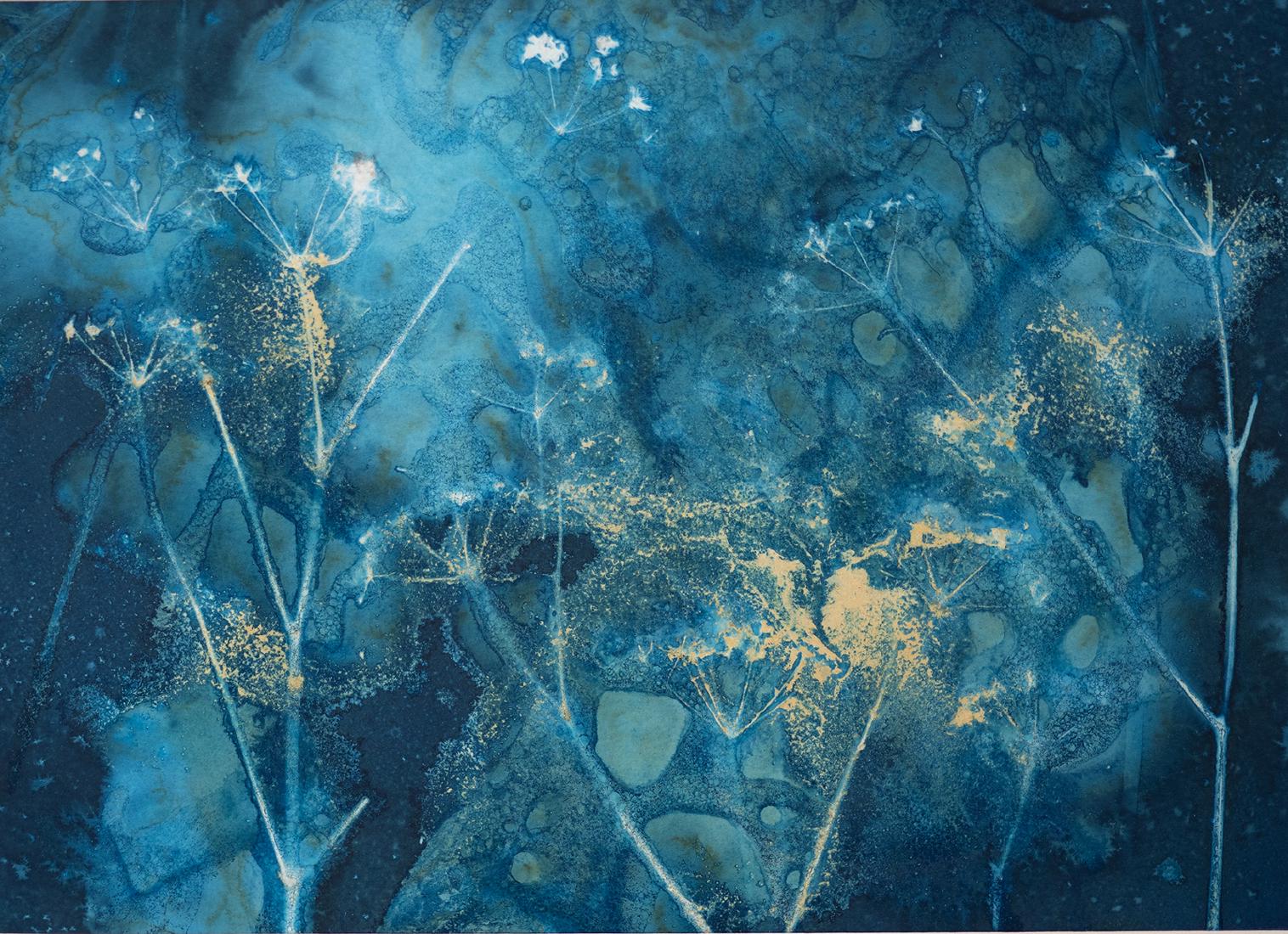 Cyanotypes (1) - Roy Essery