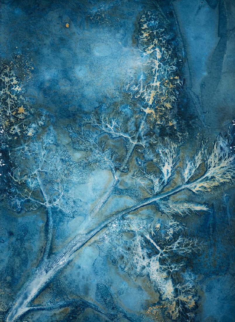 Cyanotypes (2) - Roy Essery