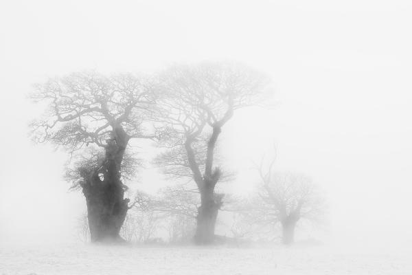 Fog Tree Family (1) - Chrissie Hart