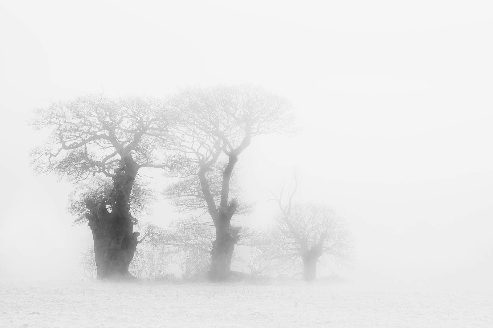 Fog Tree Family (1) - Chrissie Hart